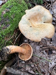 Lactarius deterrimus