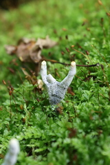 Xylaria polymorpha