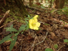 Aureolaria levigata