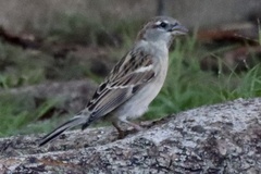 Passer domesticus