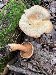 Lactarius deterrimus
