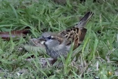 Passer domesticus