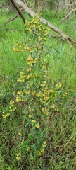 Dodonaea viscosa spatulata