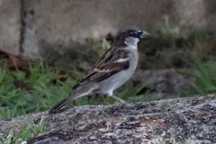 Passer domesticus