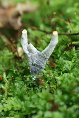 Xylaria polymorpha