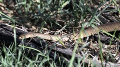 Pseudonaja textilis