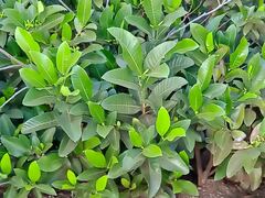 Gardenia oudiepe