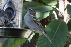 Passer domesticus