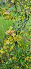 Dodonaea viscosa spatulata