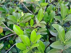 Gardenia oudiepe