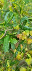 Dodonaea viscosa spatulata