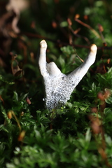 Xylaria polymorpha
