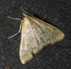 Hahncappsia pergilvalis