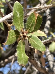 Quercus coccifera