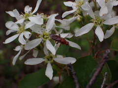 Hammerschmidtia rufa
