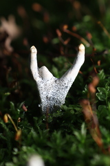 Xylaria polymorpha