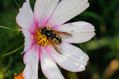 Sericomyia chalcopyga