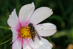 Sericomyia chalcopyga