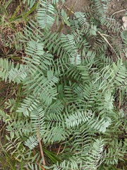 Tephrosia virginiana