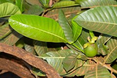 Gardenia aubryi