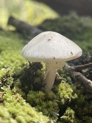 Amanita bisporigera