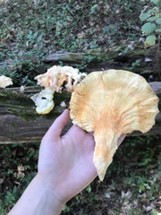 Laetiporus sulphureus