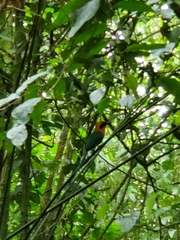 Baryphthengus martii