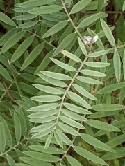 Tephrosia virginiana