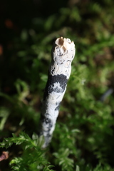 Xylaria polymorpha