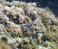 Coryphoblennius galerita