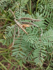 Tephrosia virginiana
