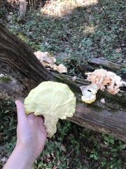 Laetiporus sulphureus