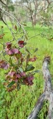 Dodonaea viscosa spatulata