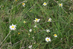 Tripleurospermum maritimum