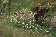 Tripleurospermum maritimum