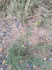 Ambrosia acanthicarpa