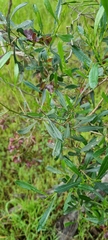 Dodonaea viscosa spatulata