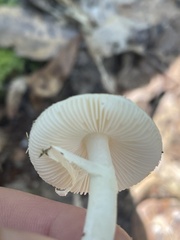 Amanita bisporigera