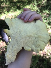 Laetiporus sulphureus