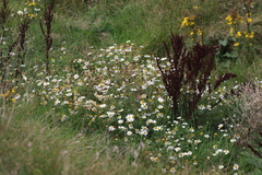 Tripleurospermum maritimum