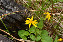 Arnica cordifolia