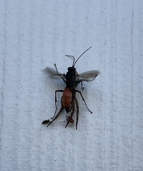Pompiloidea