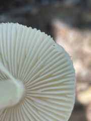 Amanita bisporigera
