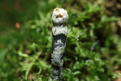 Xylaria polymorpha