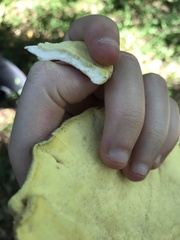 Laetiporus sulphureus