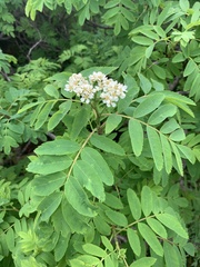 Sorbus matsumurana, photograph (c) 岸本年郎, some rights reserved (CC BY)