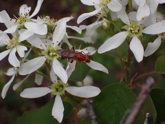 Hammerschmidtia rufa