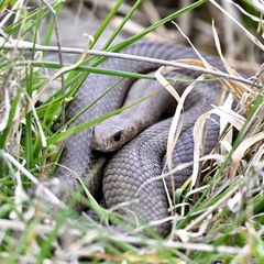 Pseudonaja textilis