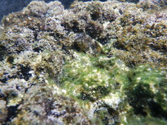 Coryphoblennius galerita