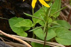 Arnica cordifolia